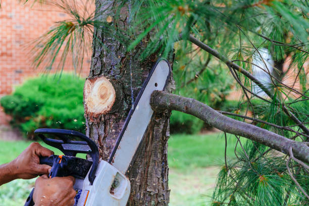 Reliable Cedar Springs, MI Tree Removal and Landscaping Services Solutions